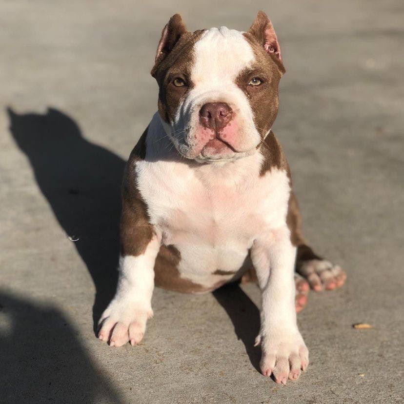 Sugar, champagne female American Bully